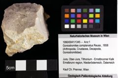 Foto (Objket + Etiketten) von Goniodromites complanatus (Reuss, 1858) 